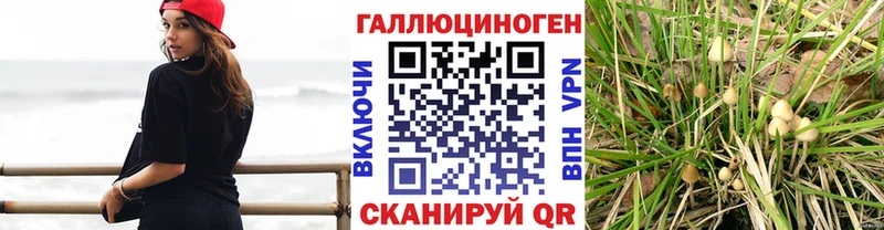 Галлюциногенные грибы Psilocybe  блэк спрут онион  Асбест 